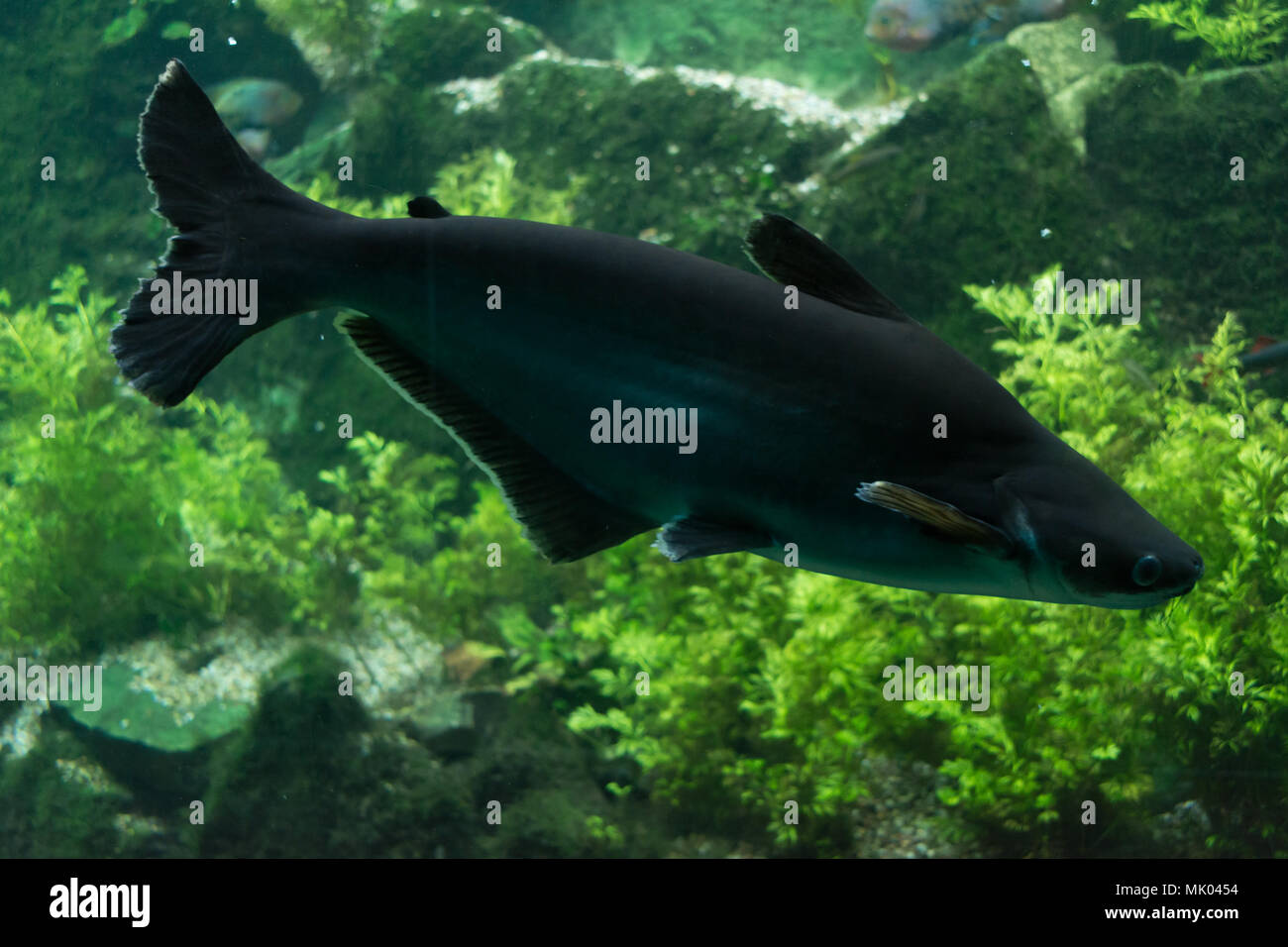 Big black iridescent shark pangasianodon hypophthalmus swimming underwater Stock Photo