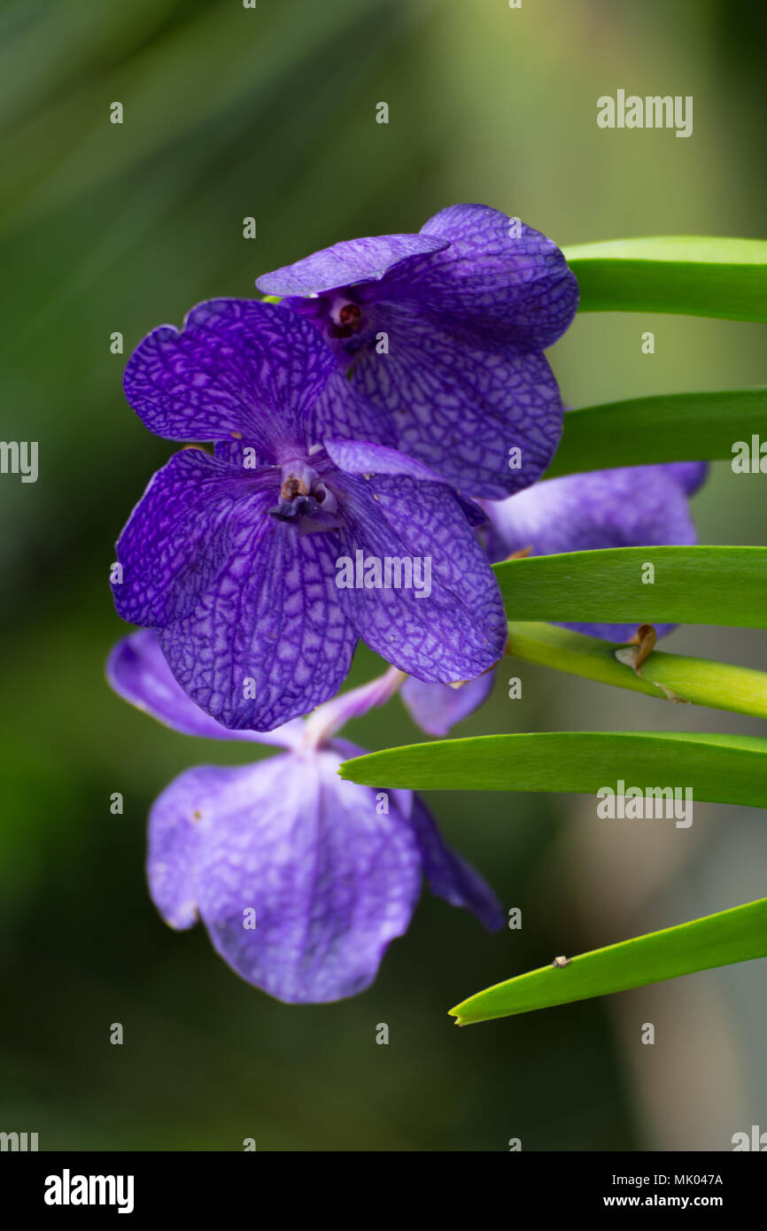 Purple vanda orchid flowers with leaves on green backgrounds Stock Photo
