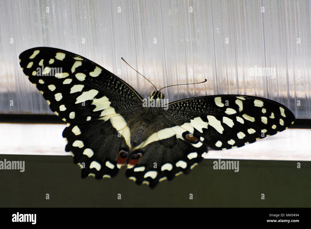 Black and yellow palamedes swallowtail butterfly on a gray window Stock Photo