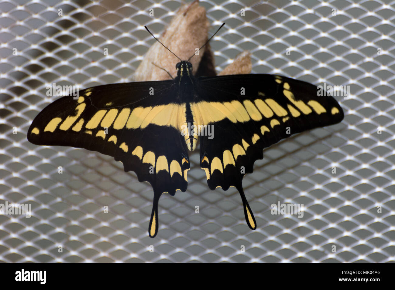 Black and yellow papilio constantinus swallowtail exotic butterfly hatching out of cocoon Stock Photo