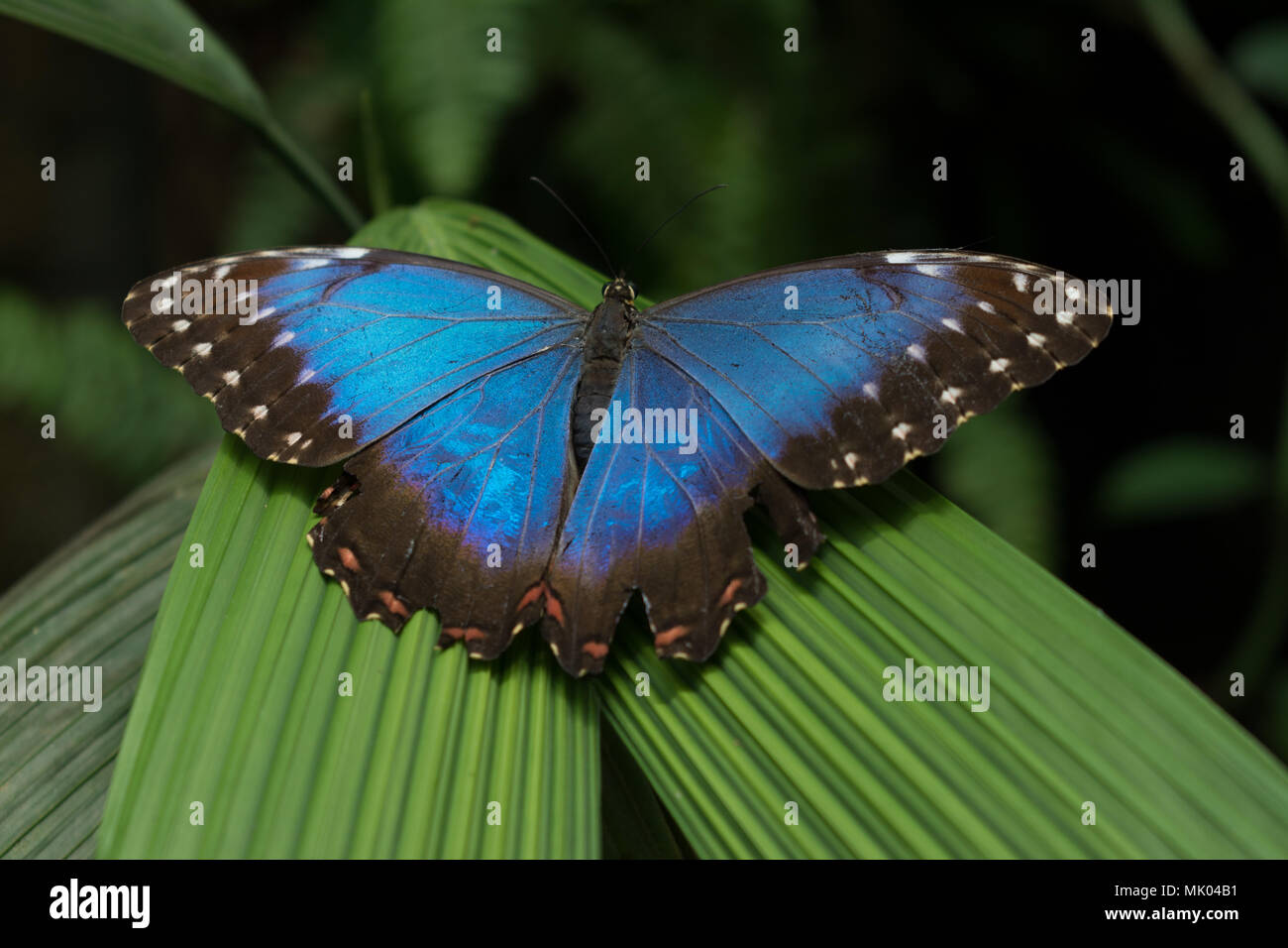 Blue morpho peleides exotic butterfly sitting on a green leaf Stock Photo