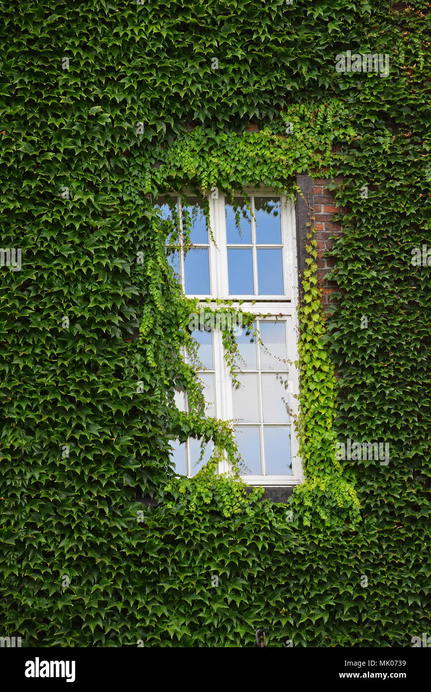 Window of old mansion house on brick wall mantled with ivy, summer day Stock Photo