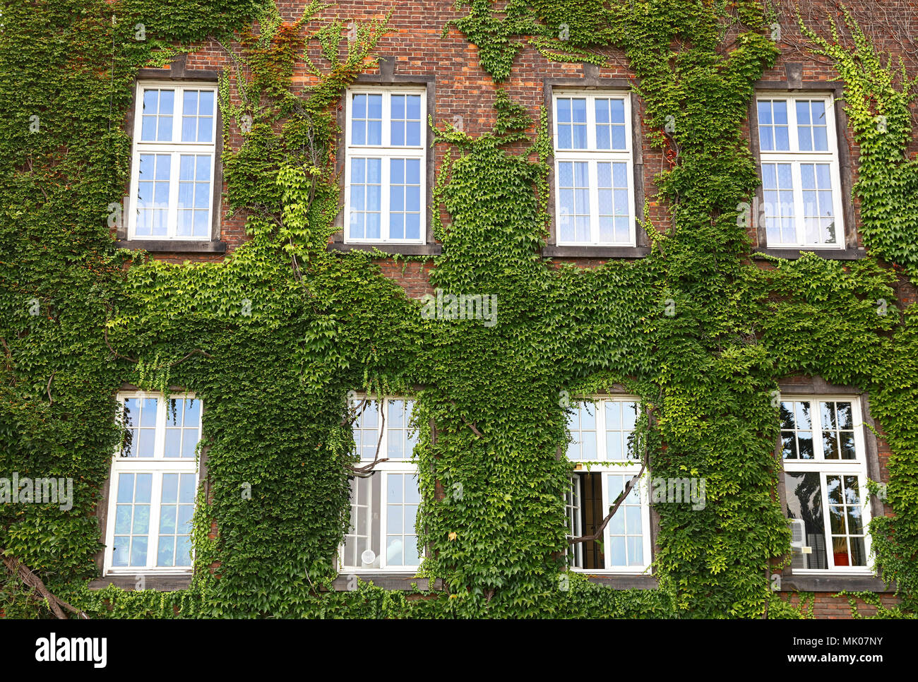 Windows of old mansion house on brick wall mantled with ivy, summer day Stock Photo