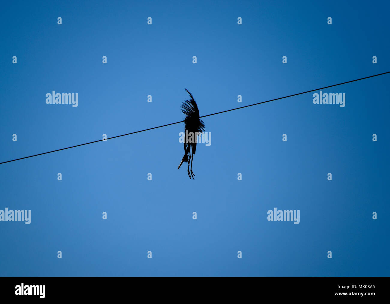 Dead bird on the wire. An electric bird killed by an electric current Stock Photo