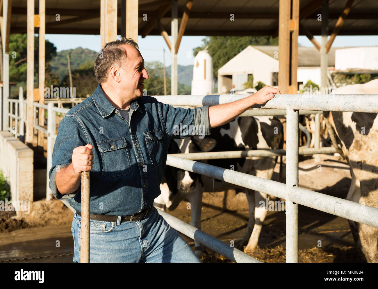 Smiling swiss male farmer posing against background of cows in stall ...