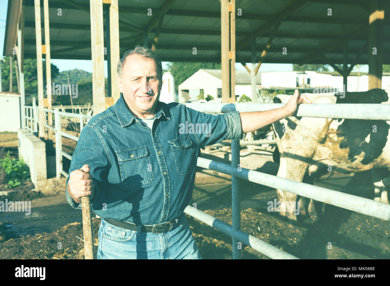 Portrait of man who is standing near cows at the farm Stock Photo - Alamy