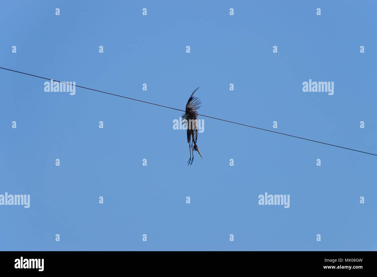 Dead bird on the wire. An electric bird killed by an electric current Stock Photo