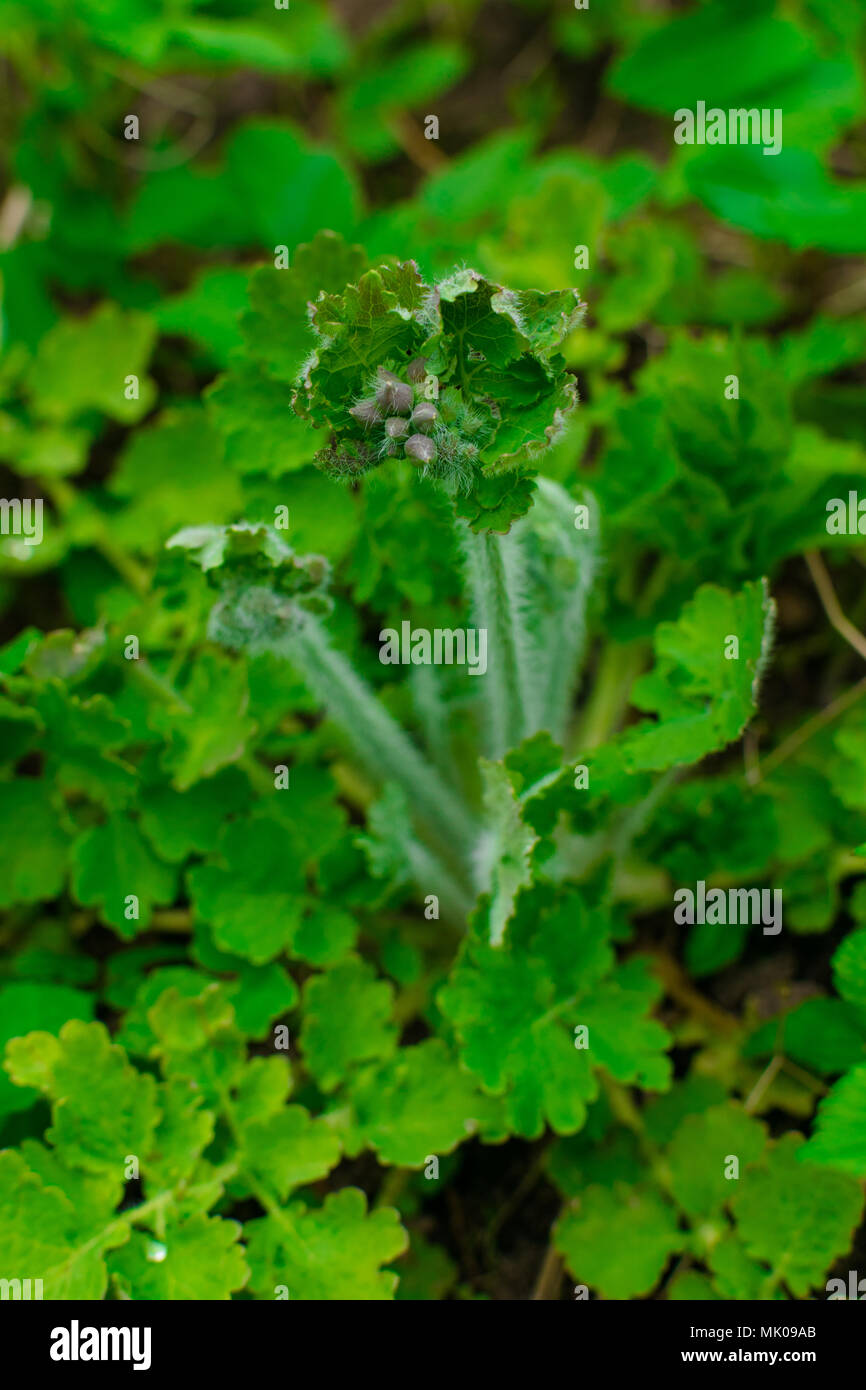green celandine. Chelidonium majus or greater celandine or tetterwort or swallowwort or nipplewort yellow wild flower Stock Photo