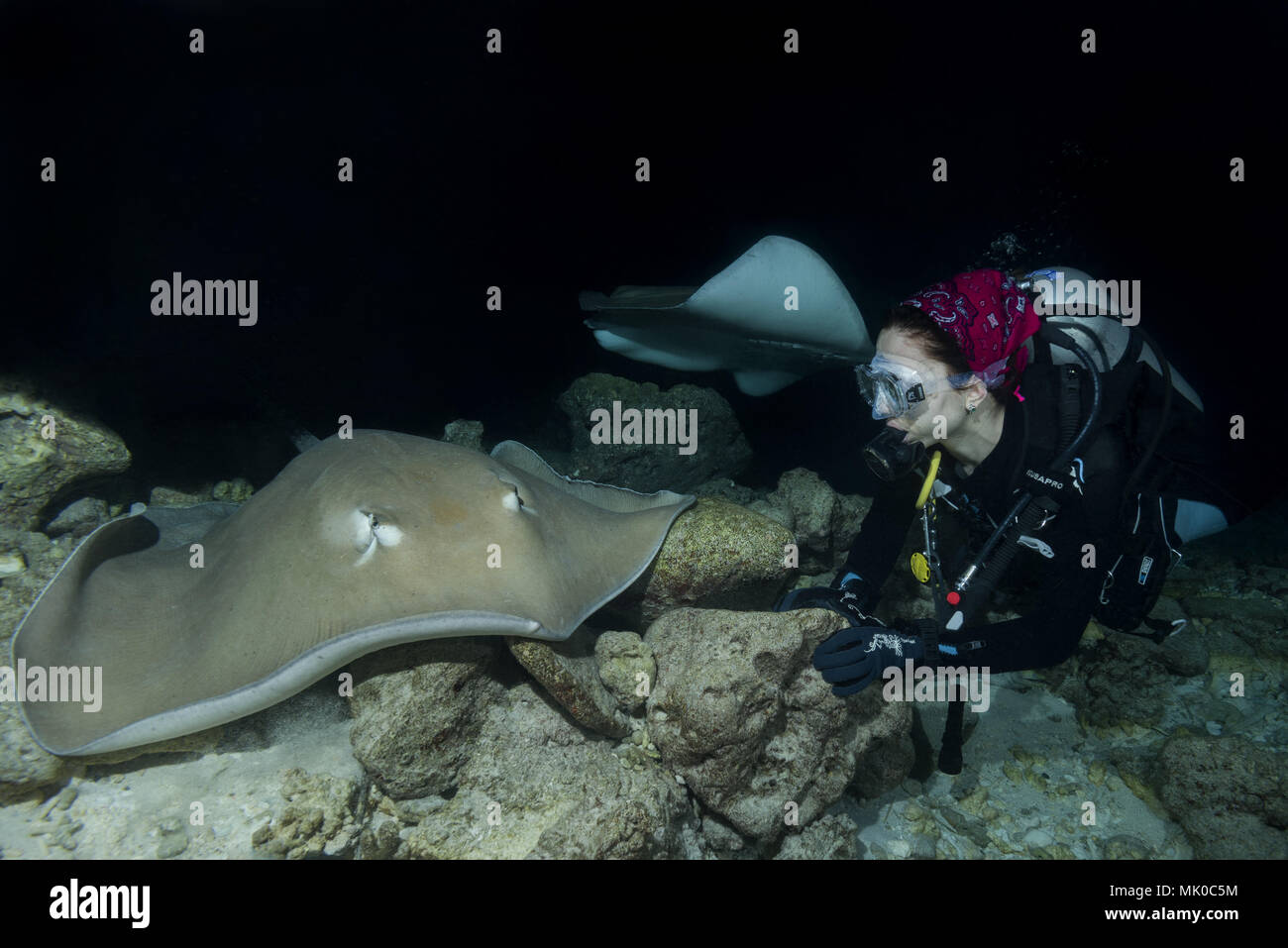Female scuba diver looks at stingray in the night. Pink whipray or Banana-tail ray (Himantura fai) Stock Photo