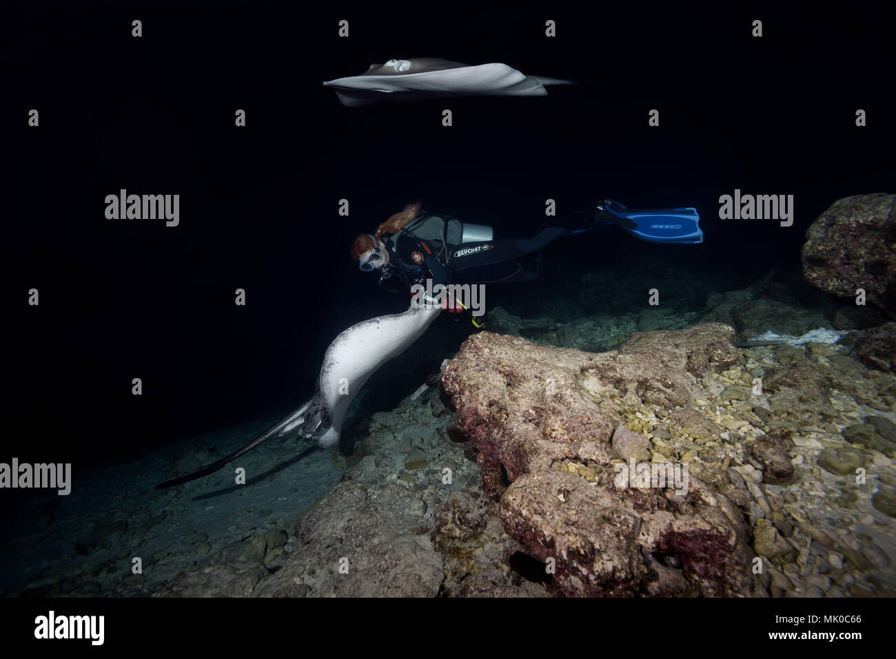 Female scuba diver swims with two stingrays at night. Pink whipray or Banana-tail ray (Himantura fai) Stock Photo