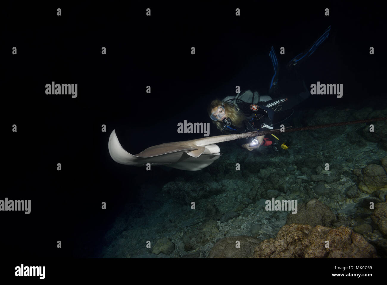 Female scuba diver swims with stingray at night. Pink whipray or Banana-tail ray (Himantura fai) Stock Photo