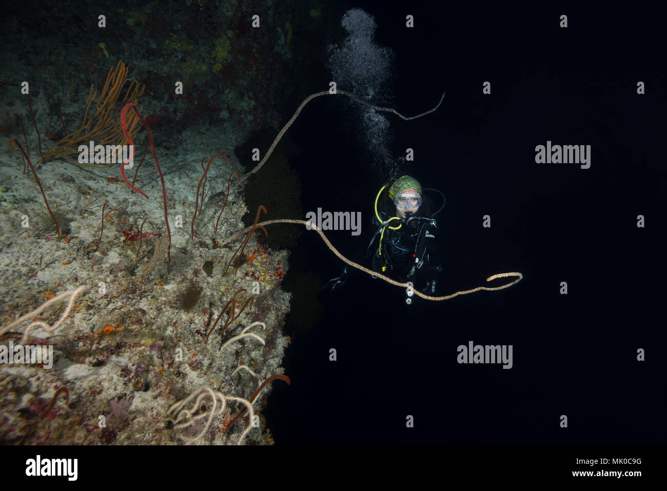 Female scuba diver looks at sea whip coral at night. Whip Coral, Black ...