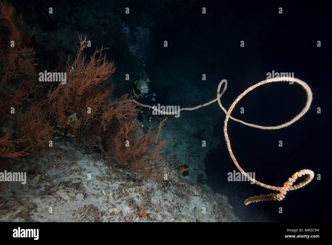 Female scuba diver looks at sea whip coral at night. Whip Coral, Black ...