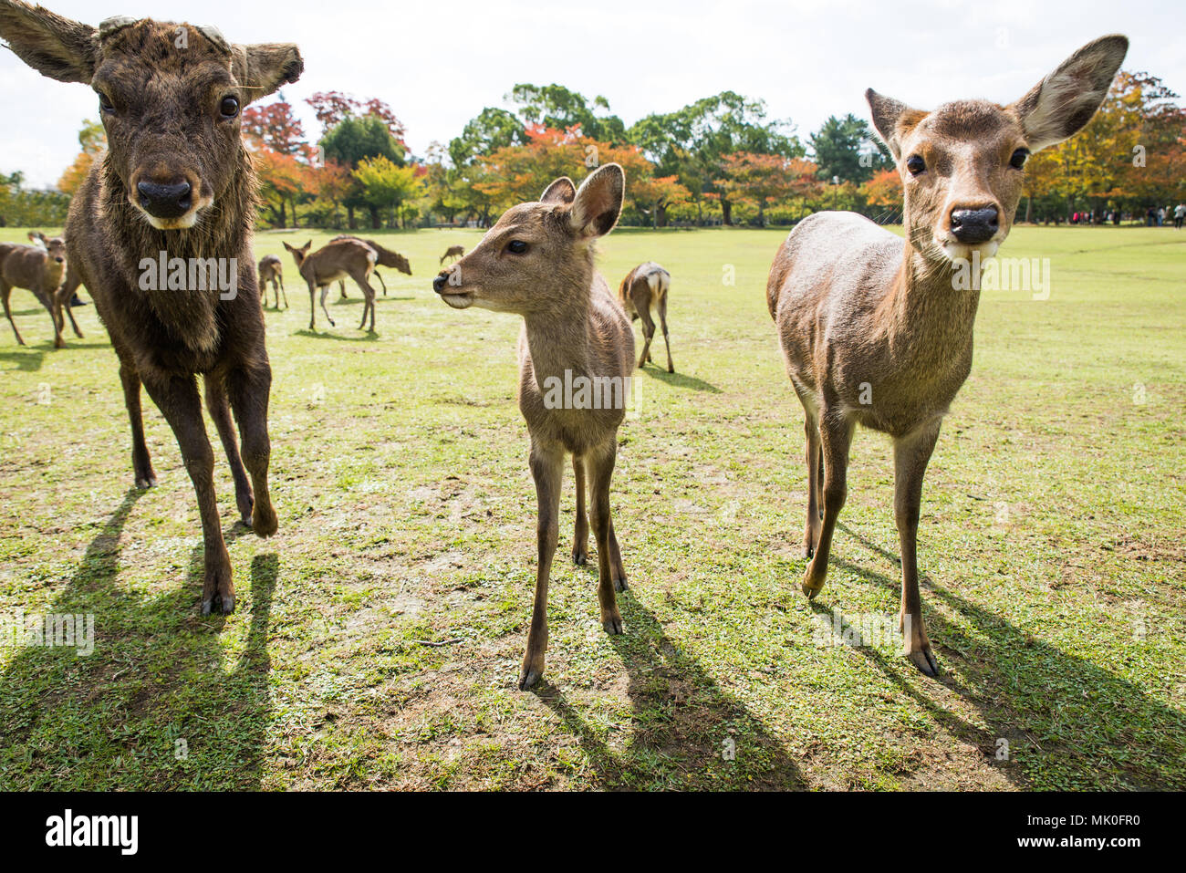 Deers at Nara park in Japan Stock Photo