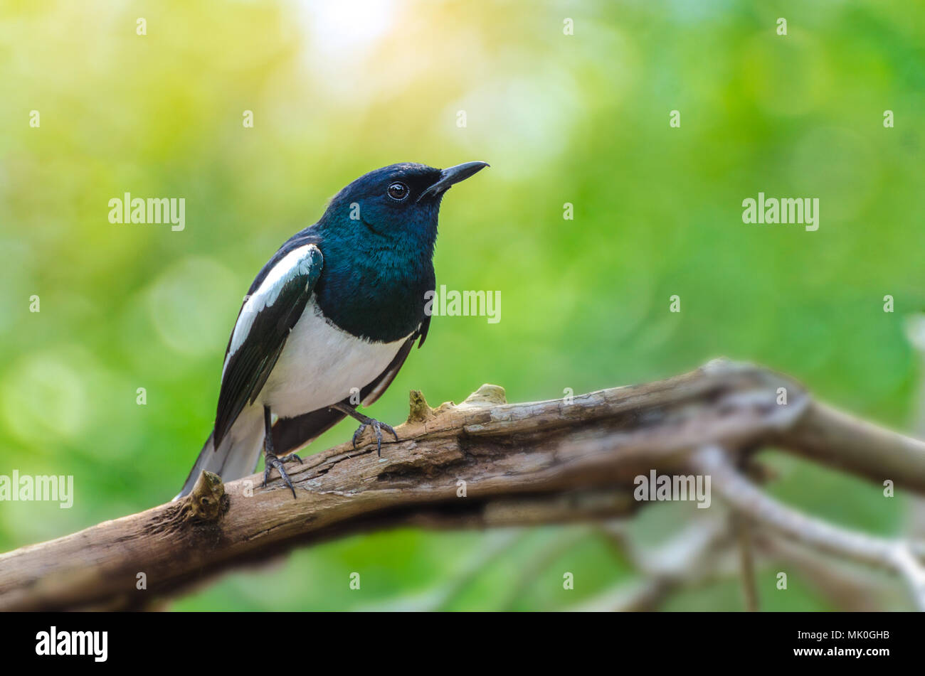 Bird Black and white Oriental magpie robin Birds fly Blurry background, natural green Stock Photo