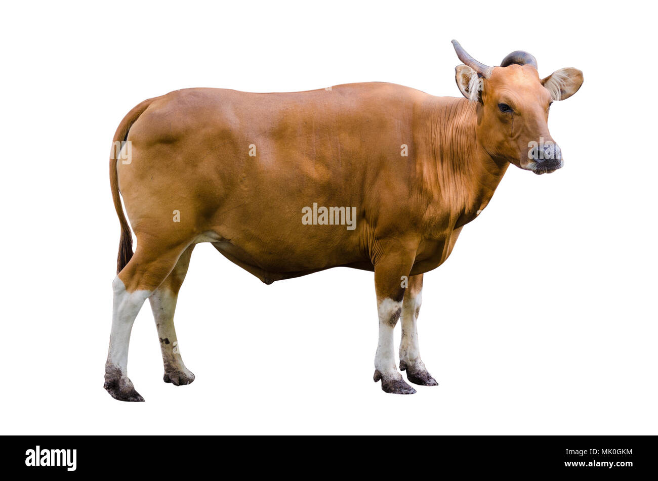 banteng Isolate cow side Bibos banting Stock Photo