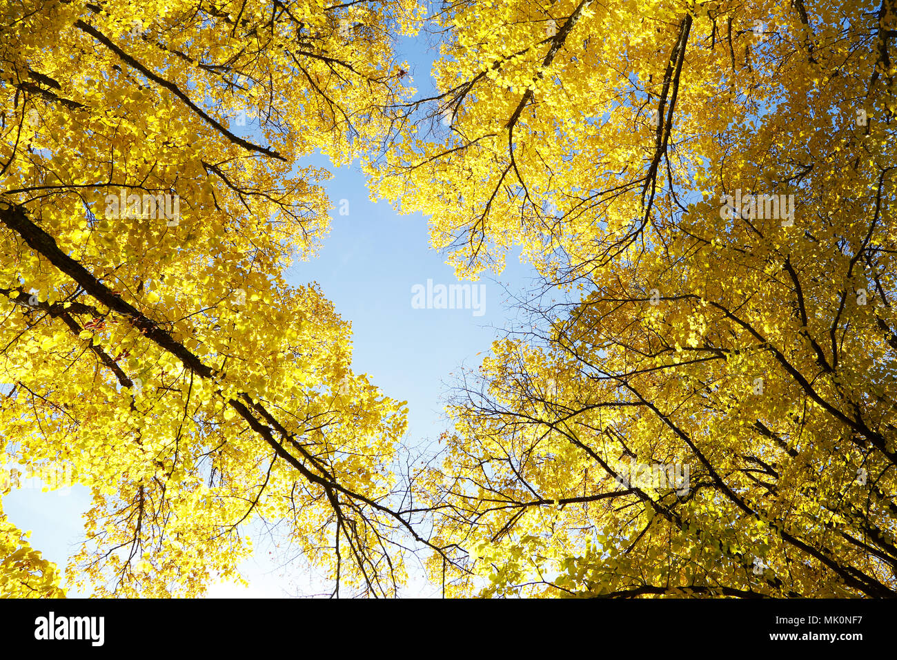 Treetops seen from frog perspective with yellow autumn leaves. Stock Photo