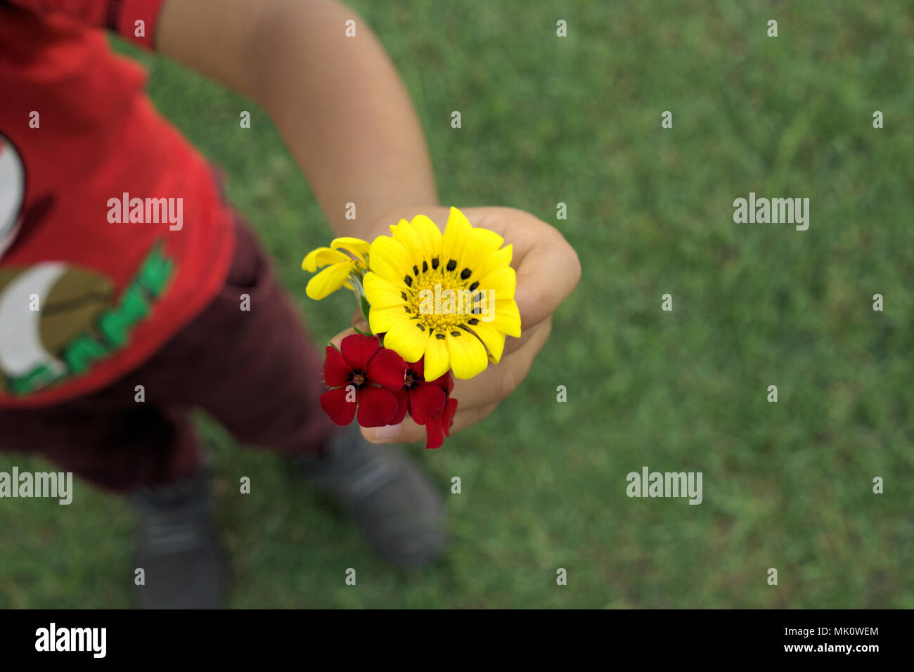 Child holding flowers. Child offering yellow and red flowers. Stock Photo