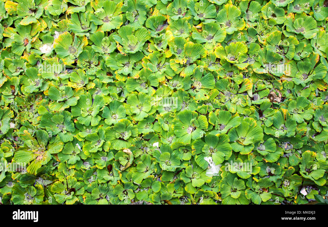 Water hyacinth leaves floating over the lake Stock Photo