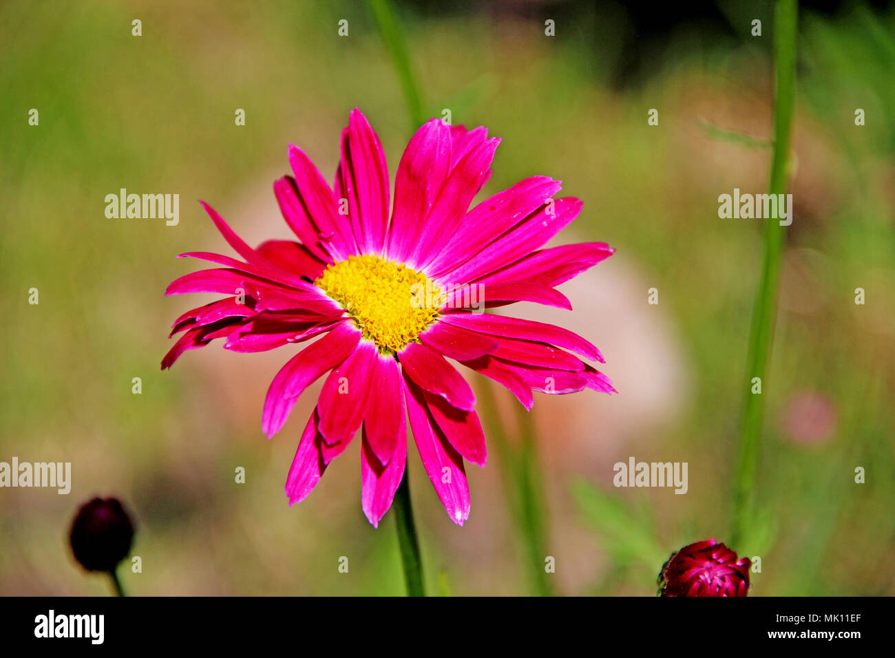 Bright beautiful flower with red petals and yellow core shining under the sun and its shadow Stock Photo