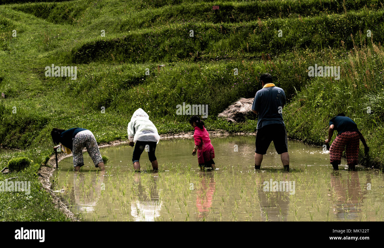 Terraced Paddies Of Oyama Senmaida Are Maintained Thanks To Owner System Which Allows City Dwellers Adopt Small Plot To Plant And Harvest Own Rice Stock Photo Alamy