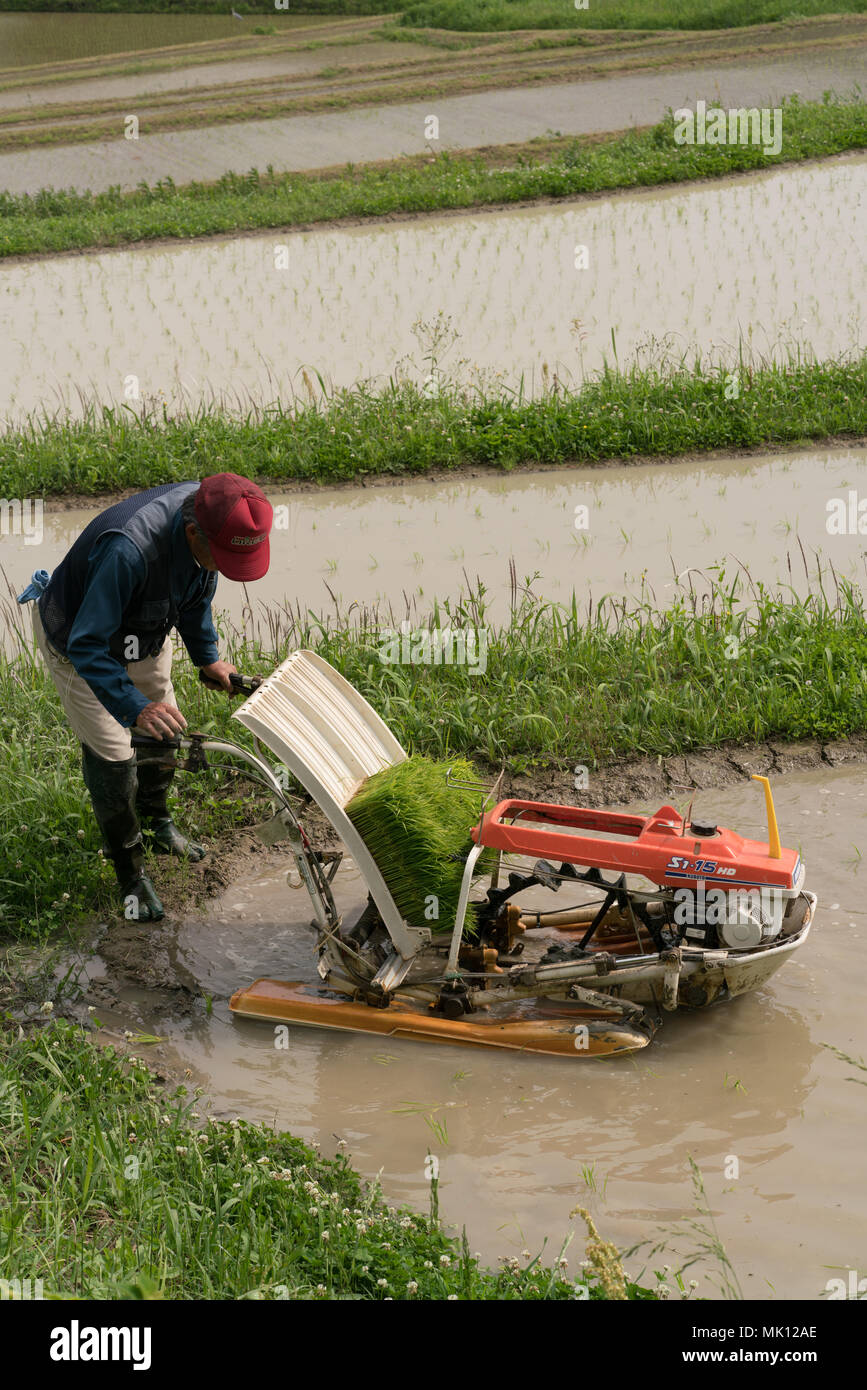 Rice planting on traditional terraced paddies. As access is difficult, most labor is done manually. This farmer is able to use a simple transplanter. Stock Photo