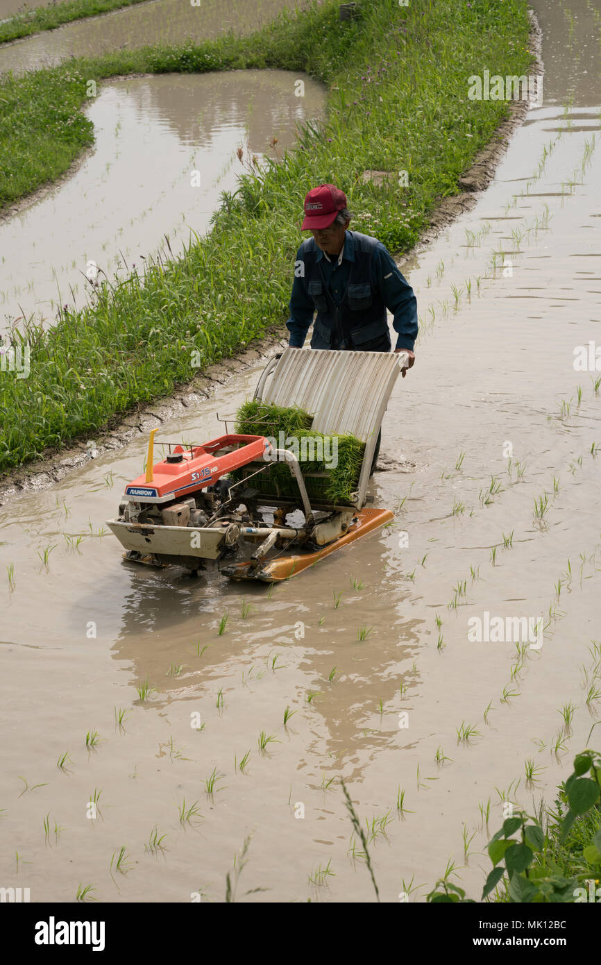 Rice planting on traditional terraced paddies. As access is difficult ...