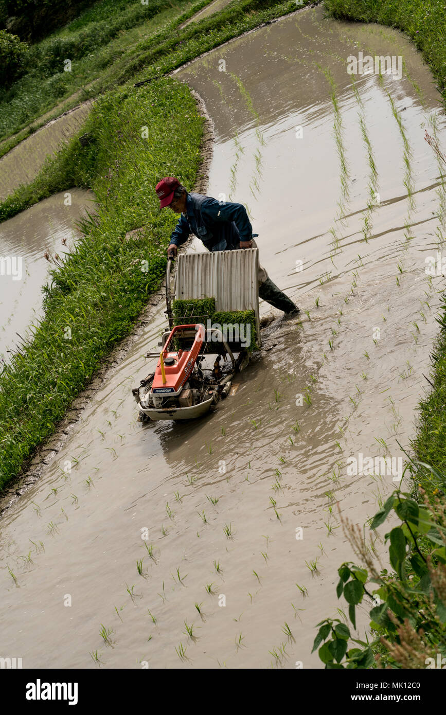 Rice planting on traditional terraced paddies. As access is difficult ...