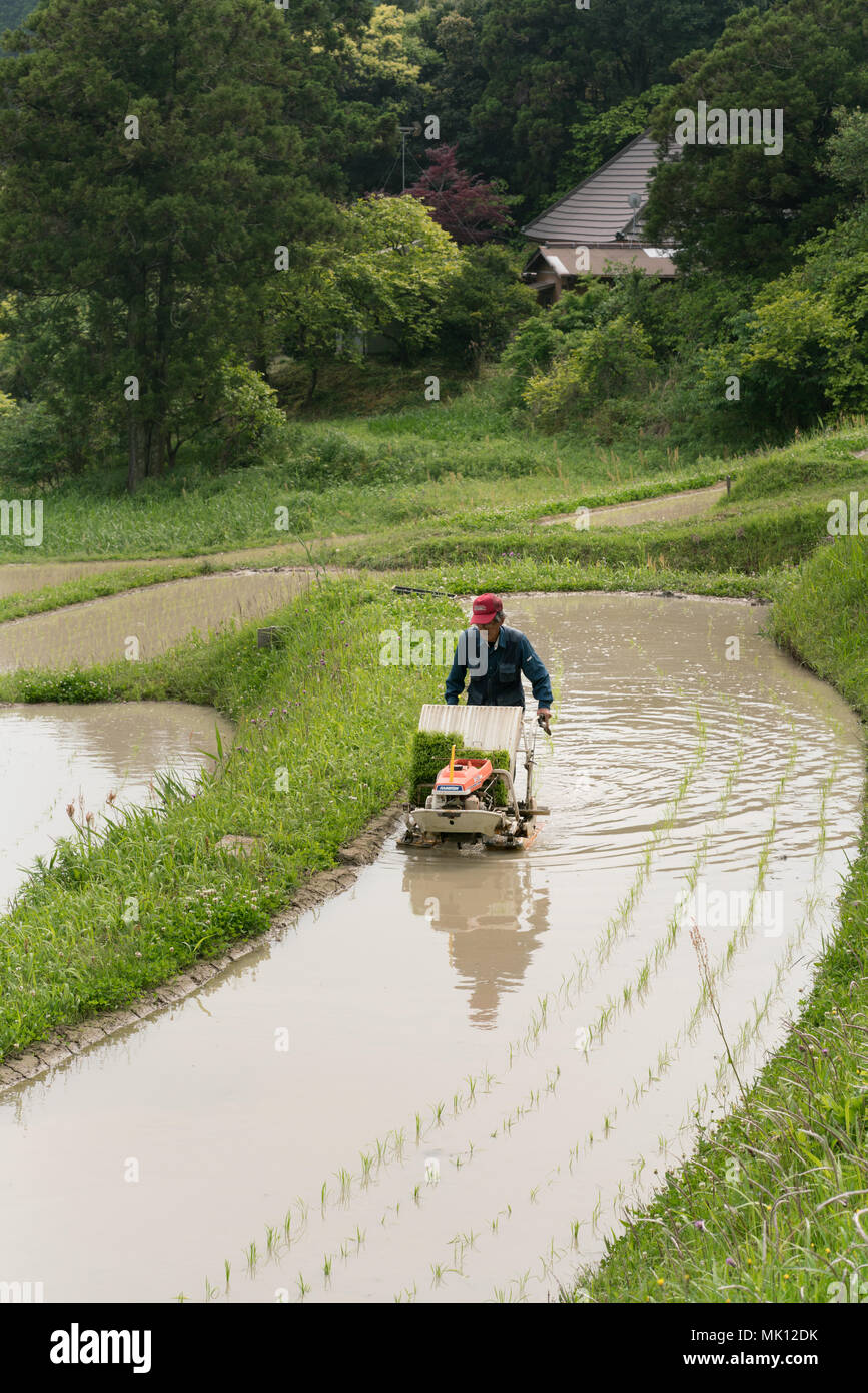 Rice planting on traditional terraced paddies. As access is difficult ...