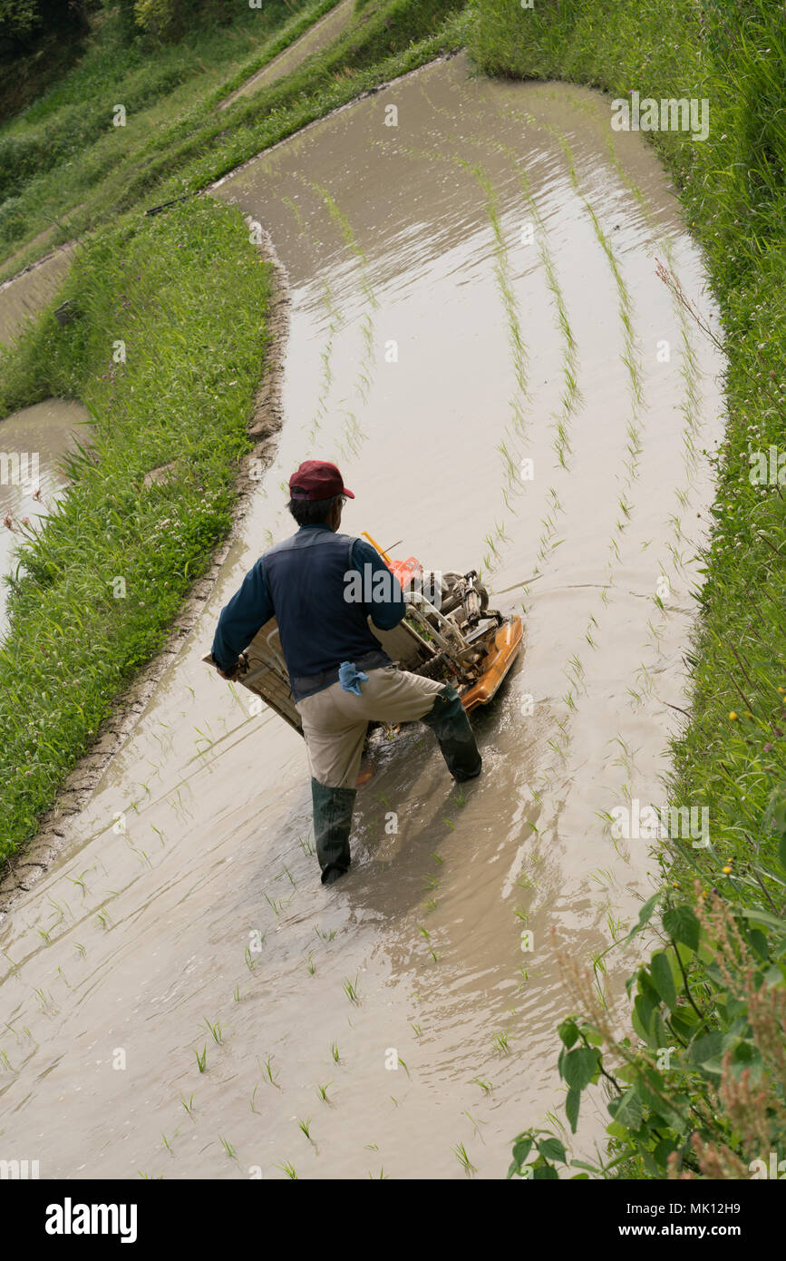 Rice planting on traditional terraced paddies. As access is difficult ...