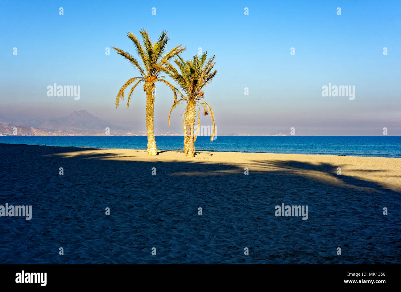 palm trees on the beach Stock Photo
