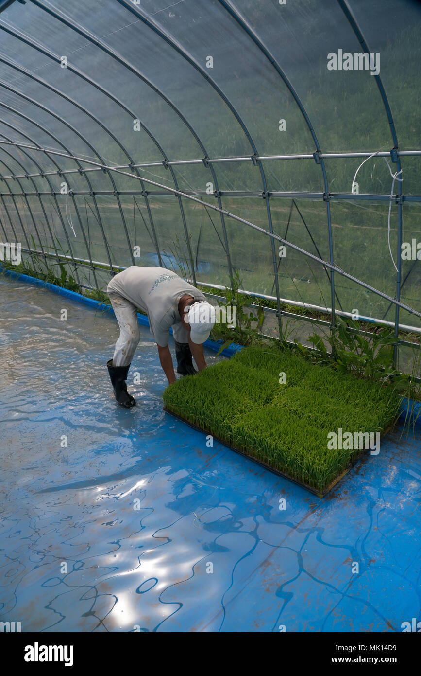 Rice planting on traditional terraced paddies. As access is difficult, most labor is done manually. This farmer is able to use a simple transplanter. Stock Photo