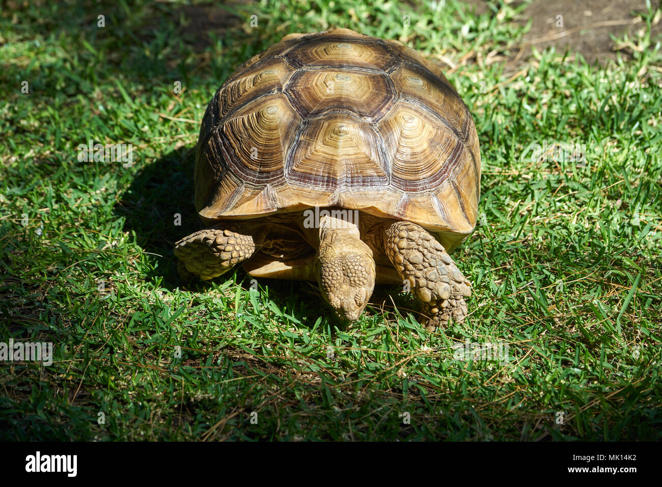 Aldabra tortoise in Adelaide Zoo, SA, Australia Stock Photo
