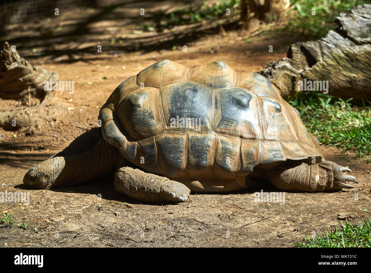 Aldabra tortoise in Adelaide Zoo, SA, Australia Stock Photo