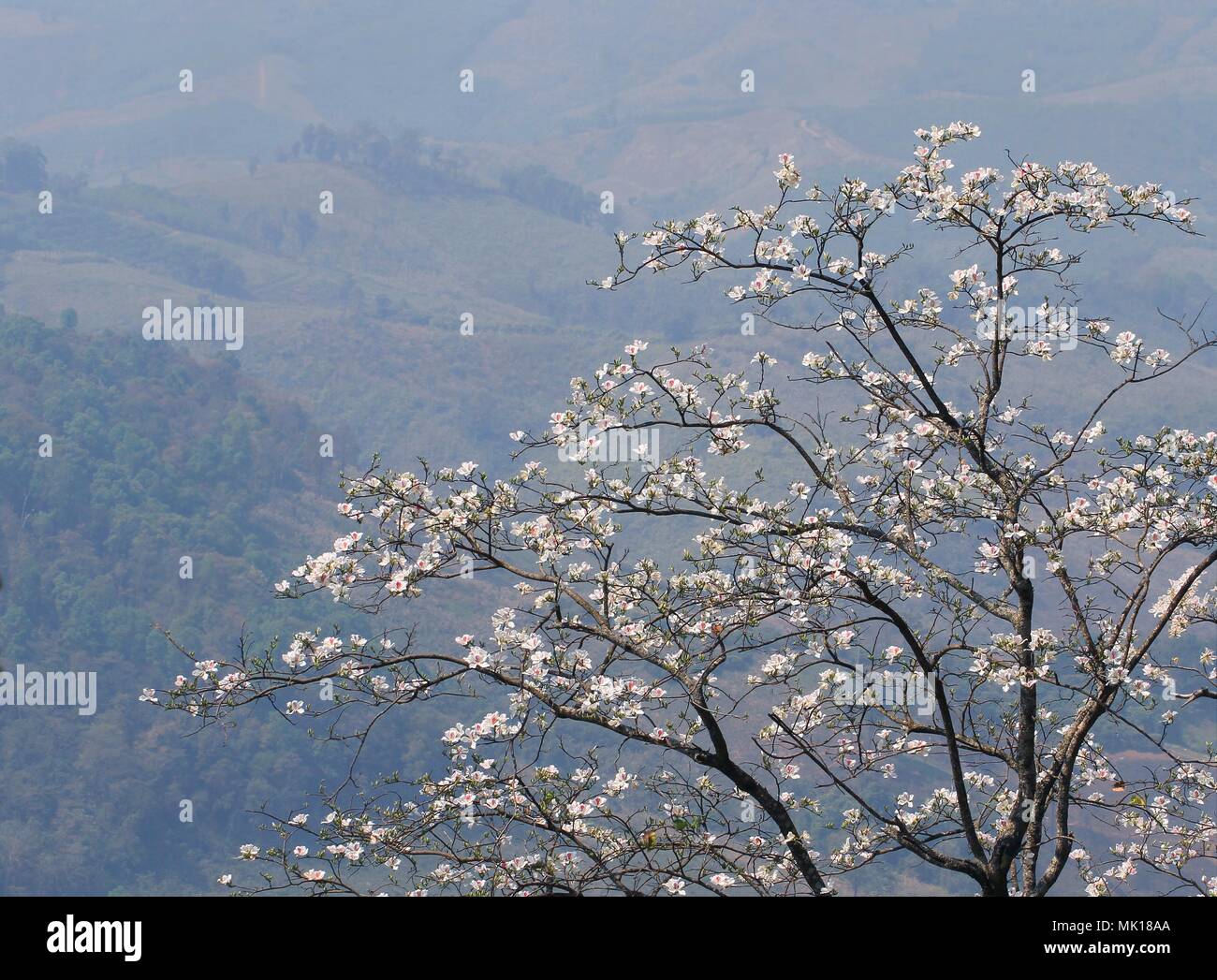 Blooming white orchid Tree or  butterfly tree flower (Bauhinia variegata) with layer of mountain background at  Doi Pha Tang, Chiang Rai, Thailand Stock Photo