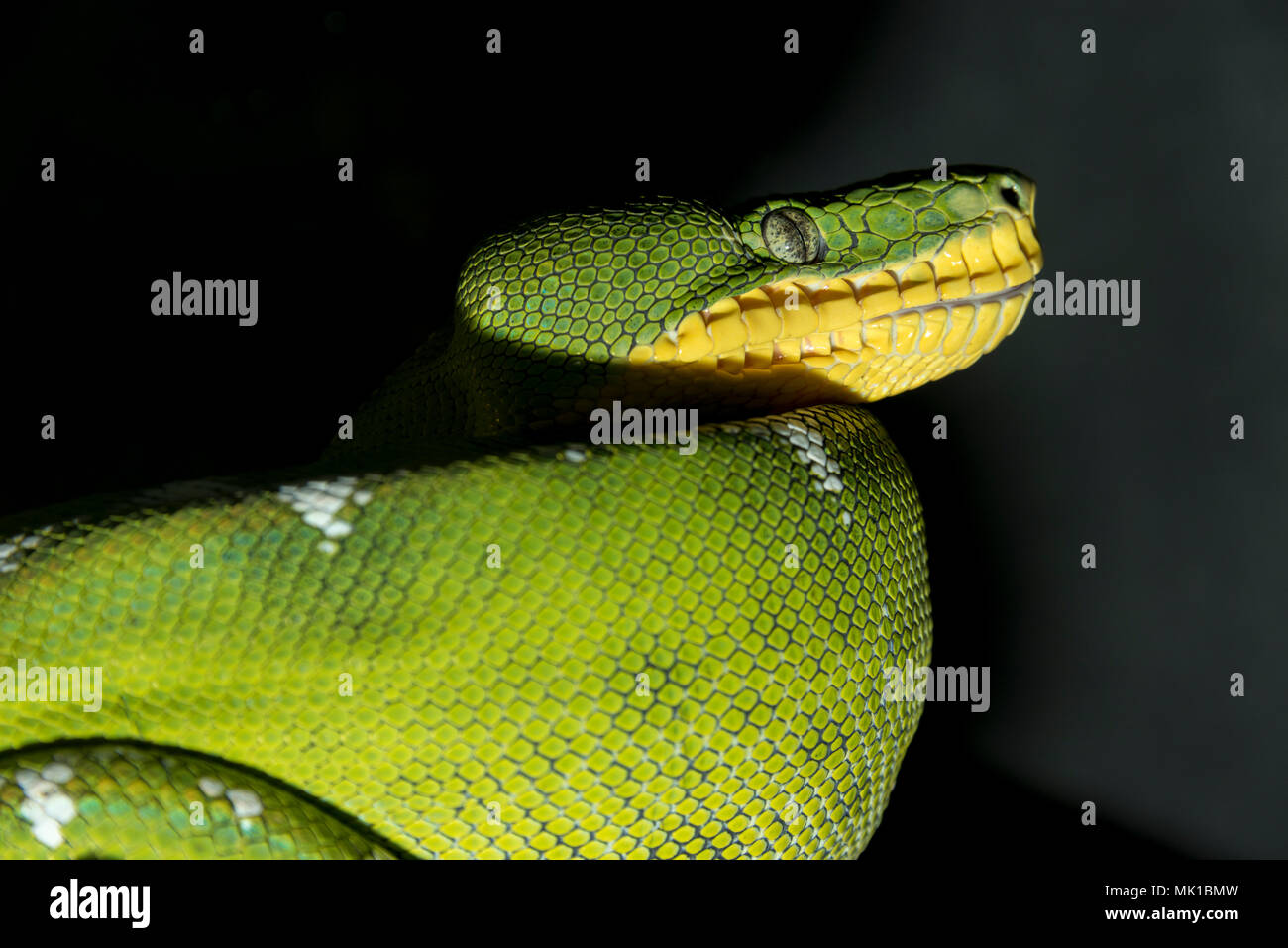 green snake ready for something.... hungry and on the hunt, watching Stock Photo