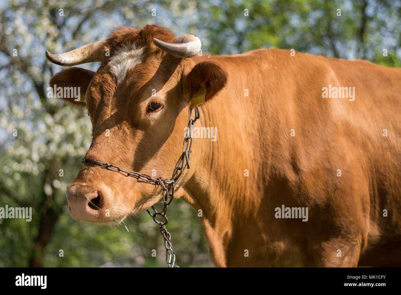 Head of a brown milk cow Stock Photo - Alamy