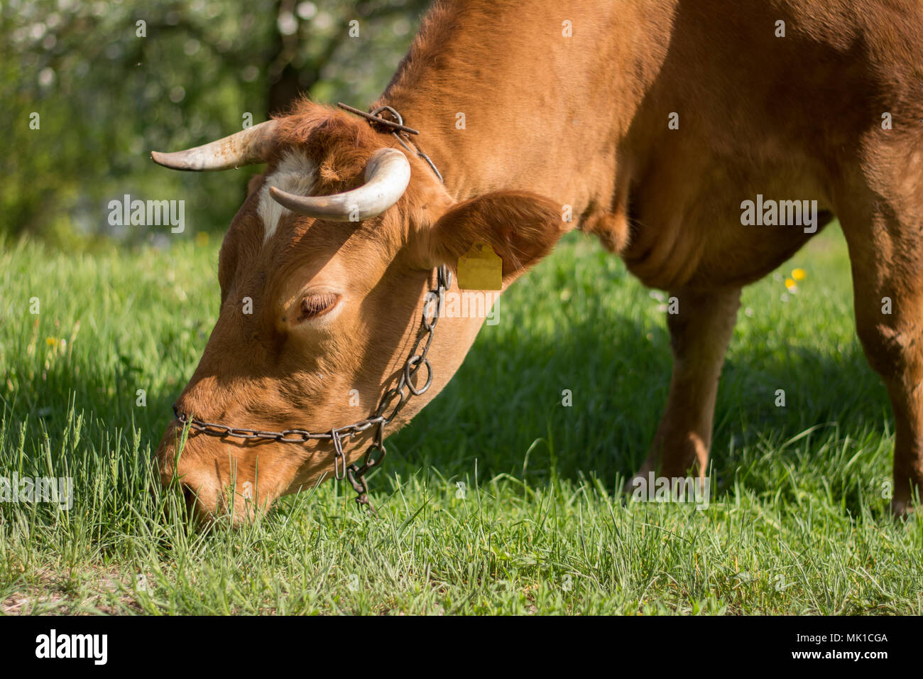 Brown milk cow grazing on a pasture - closeup of head Stock Photo - Alamy