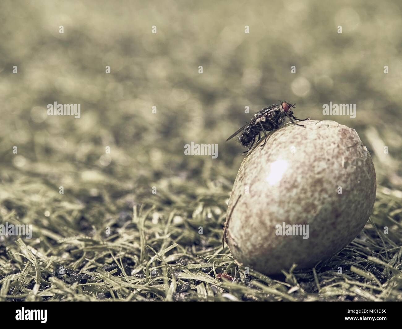 Housefly egg hires stock photography and images Alamy