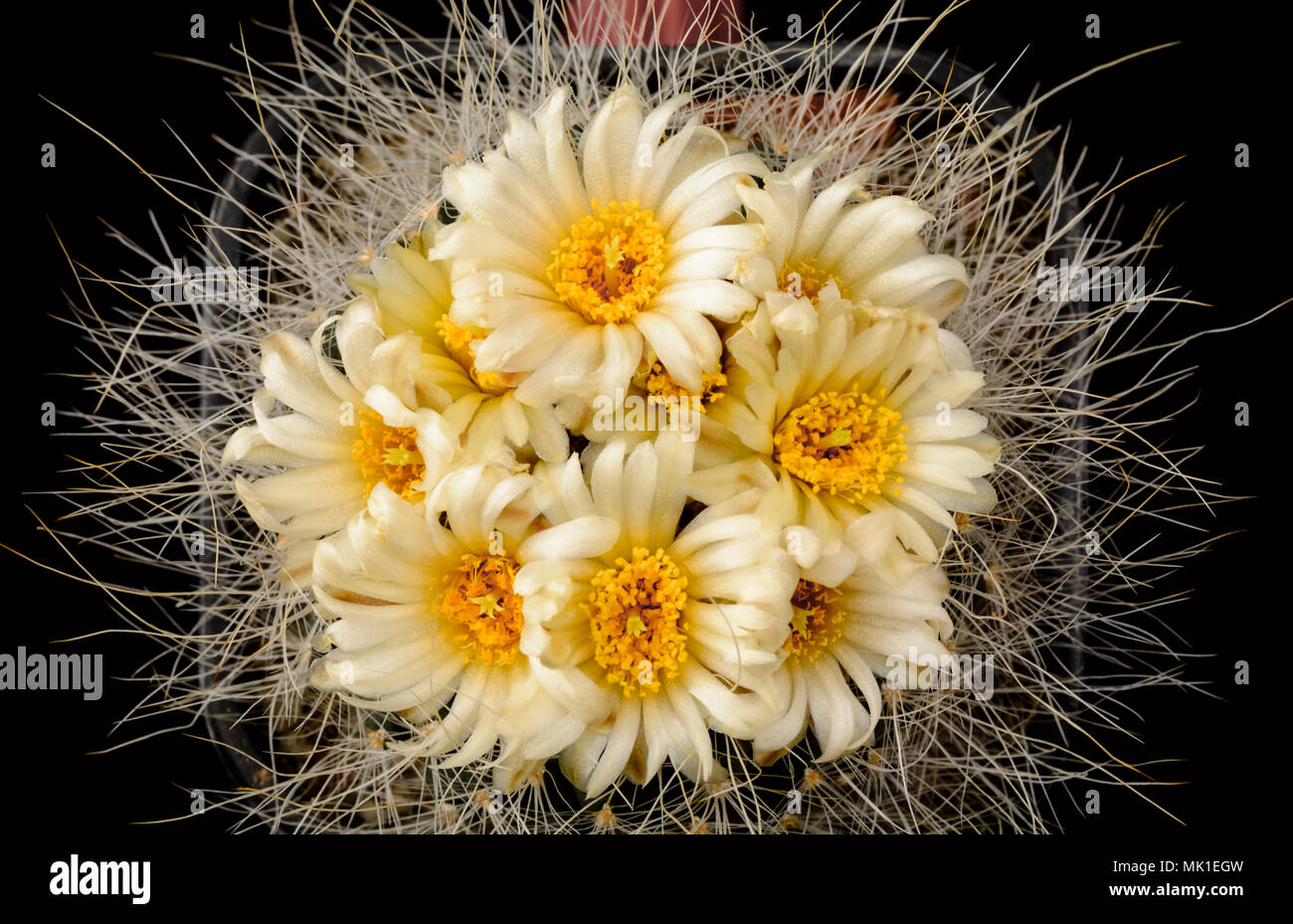 Cactus Pediocactus paradinei with flower isolated on Black Stock Photo