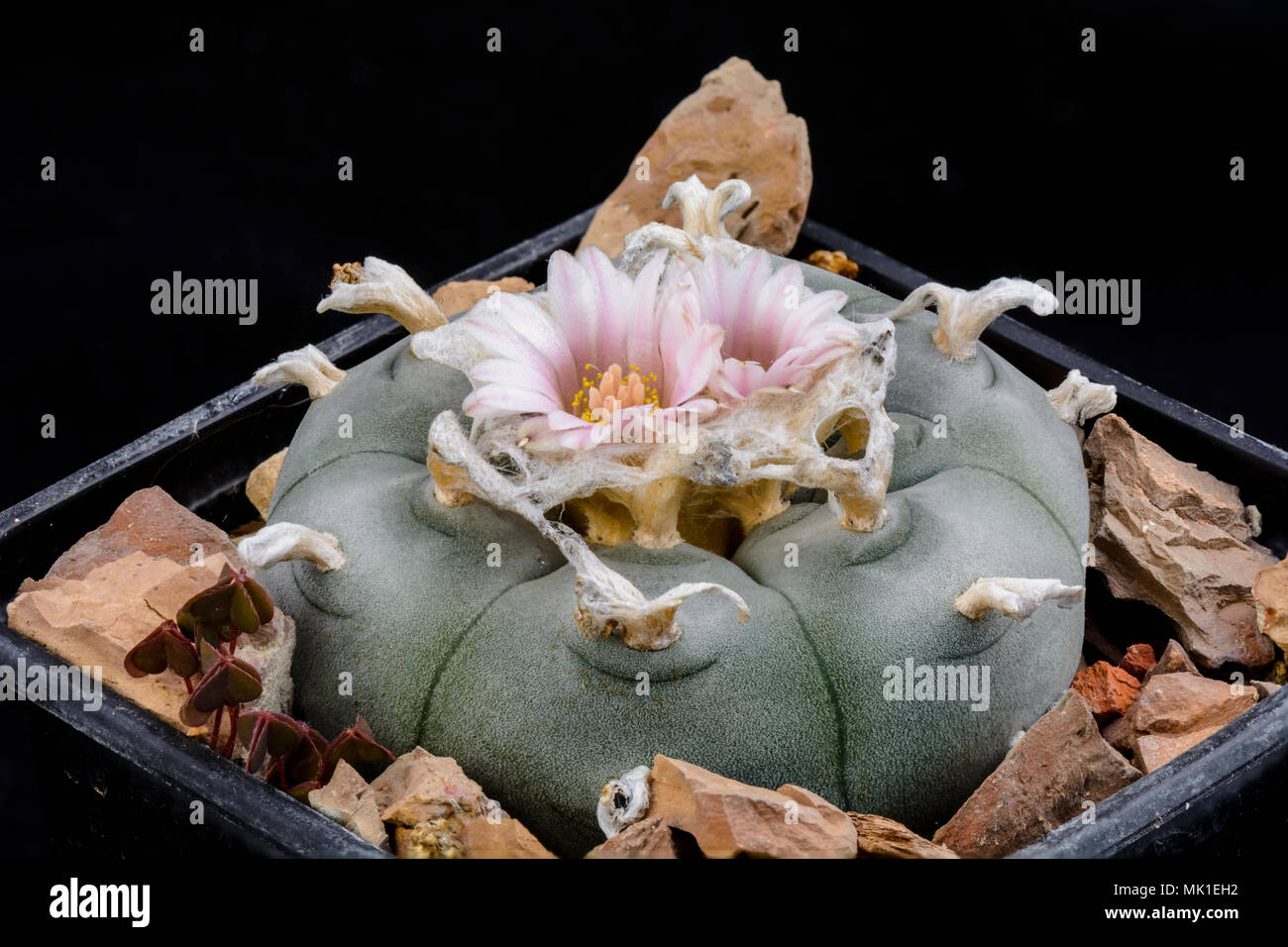 Cactus Lophophora williamsii with flower isolated on Black Stock Photo