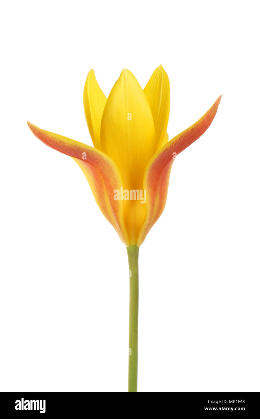Single yellow and red tulip flower isolated against white Stock Photo ...