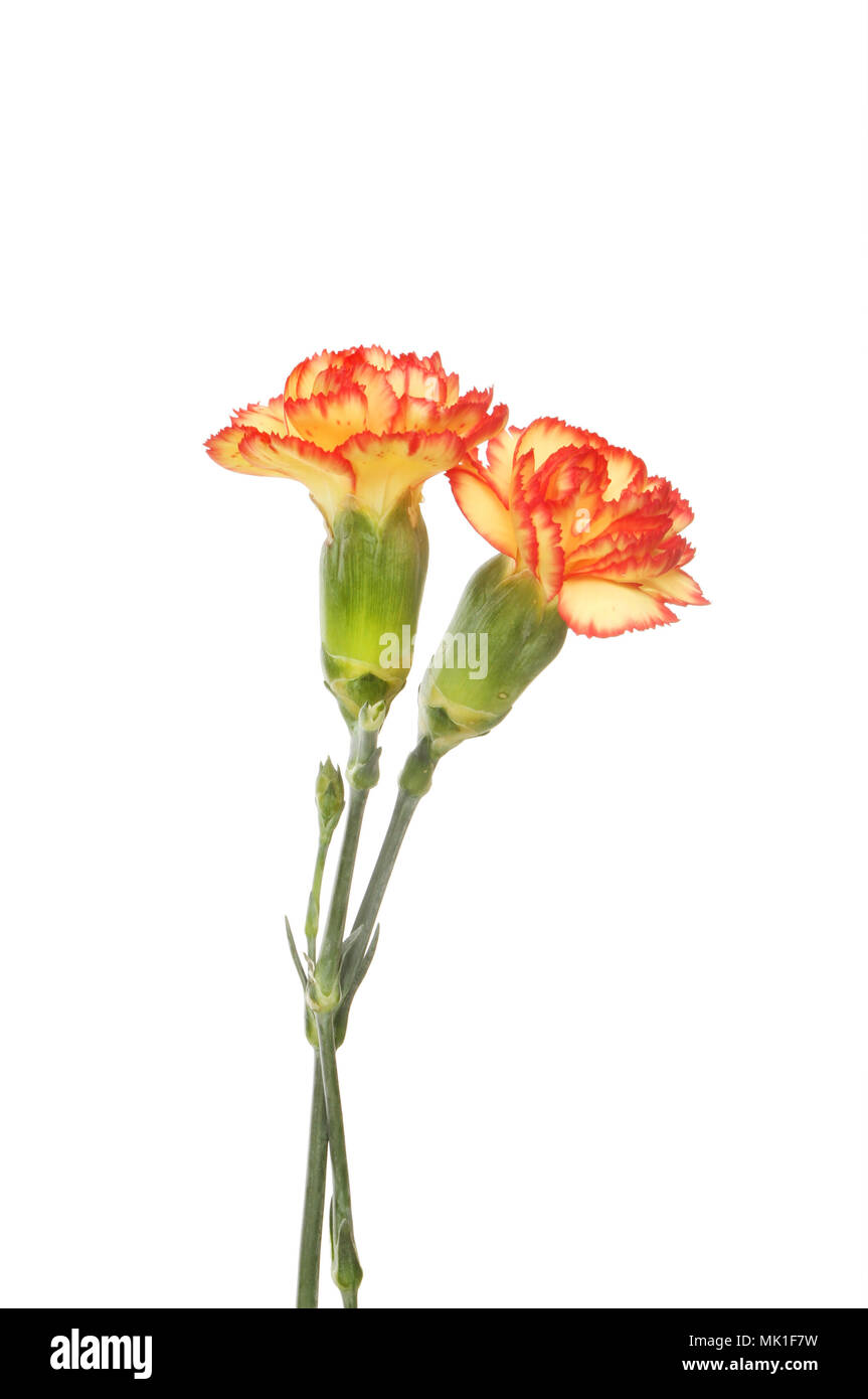 Spray carnation Cut Out Stock Images & Pictures Alamy
