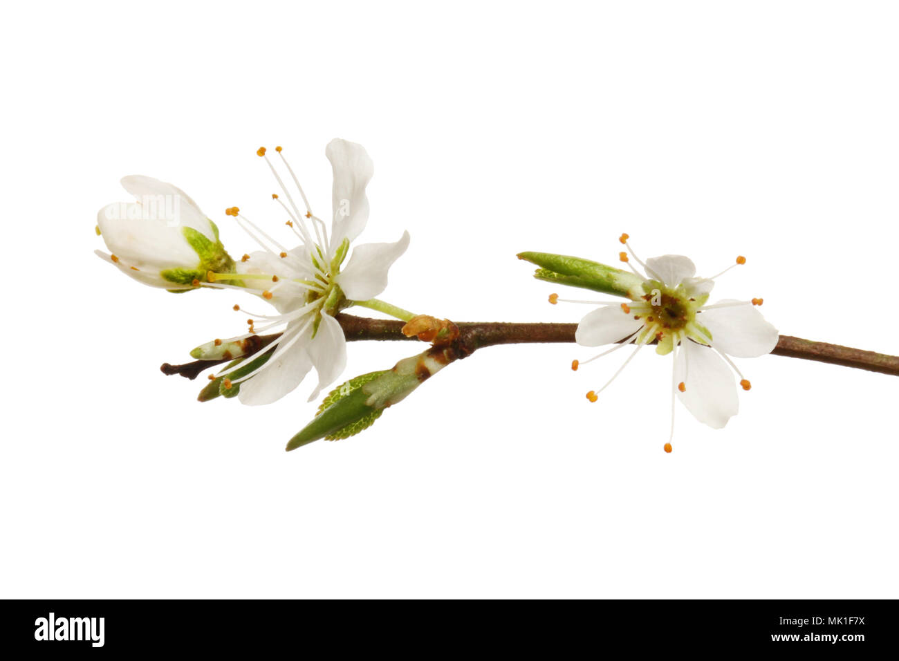Blackthorn flowers and fresh leaf shoots isolated against white Stock Photo