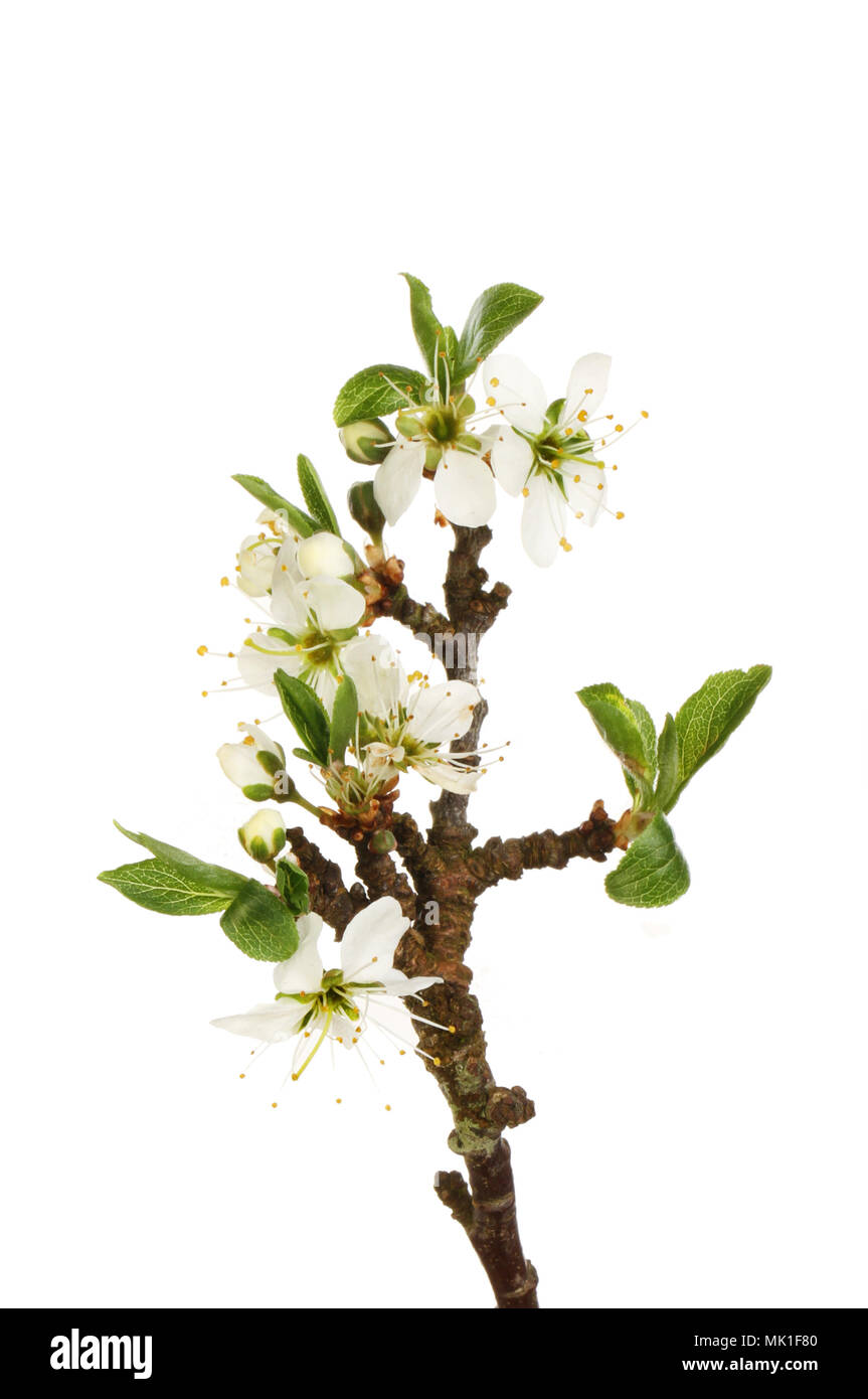 Blackthorn flowers and fresh leaf shoots isolated against white Stock Photo