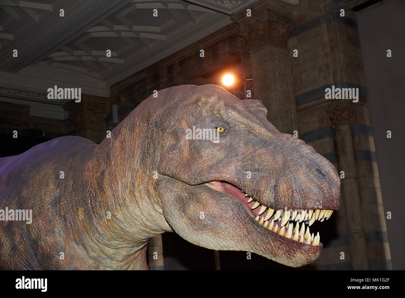 Animated T6Rex at the Natural History Museum Stock Photo