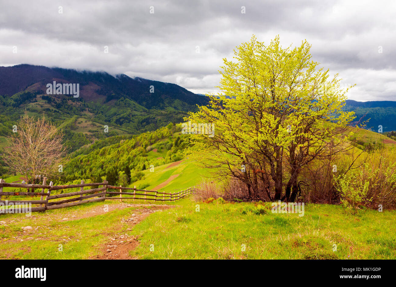 mountainous countryside in springtime. fence down the hill along the country road. tree on the grassy hill. distant mountains under the overcast sky Stock Photo