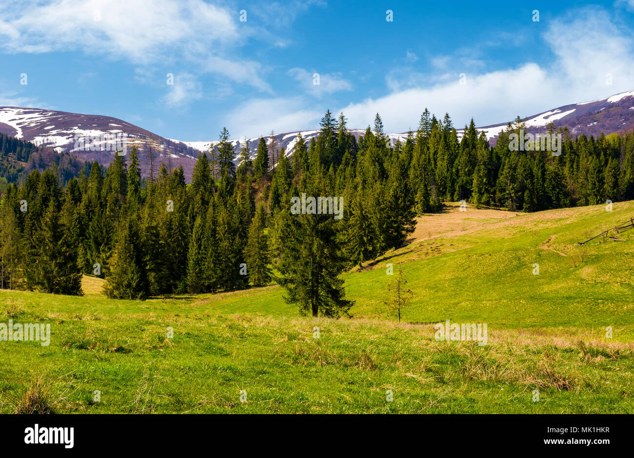 Spruce forest on  the grassy hills. beautiful nature scenery of Carpathian countryside. lovely landscape with snowy mountain tops in the distance Stock Photo