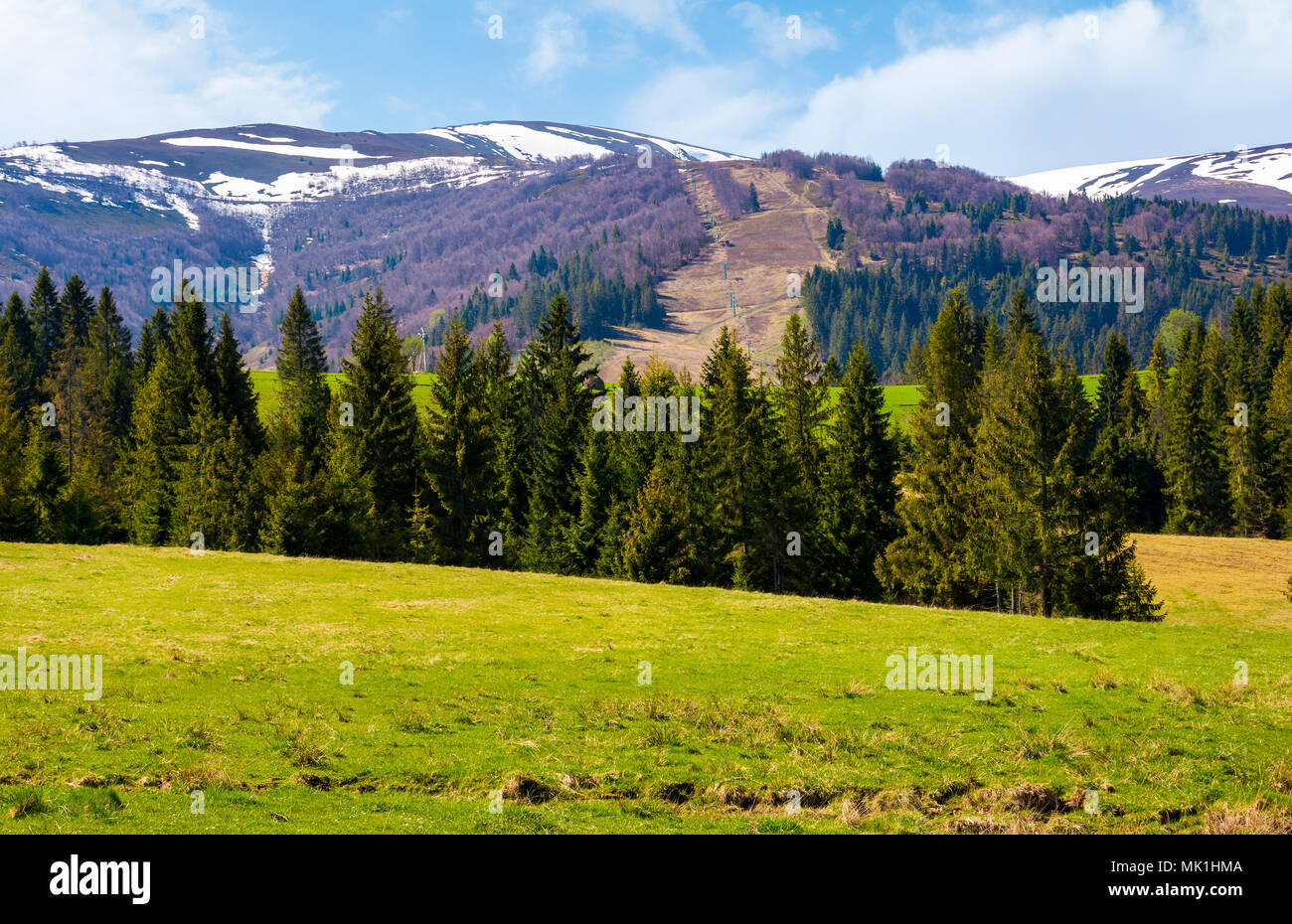 Spruce forest on  the grassy hills. beautiful nature scenery of Carpathian countryside. lovely landscape with snowy mountain tops in the distance Stock Photo