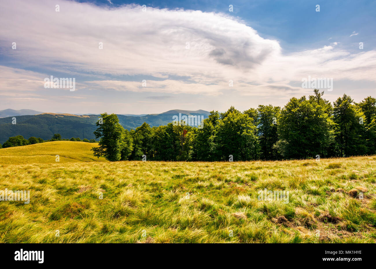 beech forest on grassy hillside. lovely scenery of Carpathian landscape in summer. location Svydovets ridge, Ukraine Stock Photo